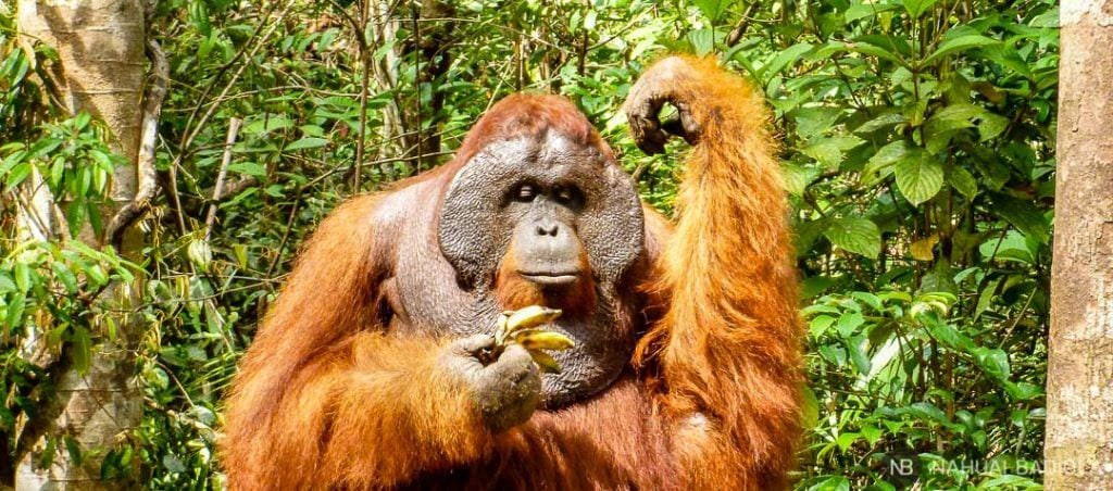 Macho alfa decidiendo qué plátano comerse primero en TangJung Puting, Borneo. 