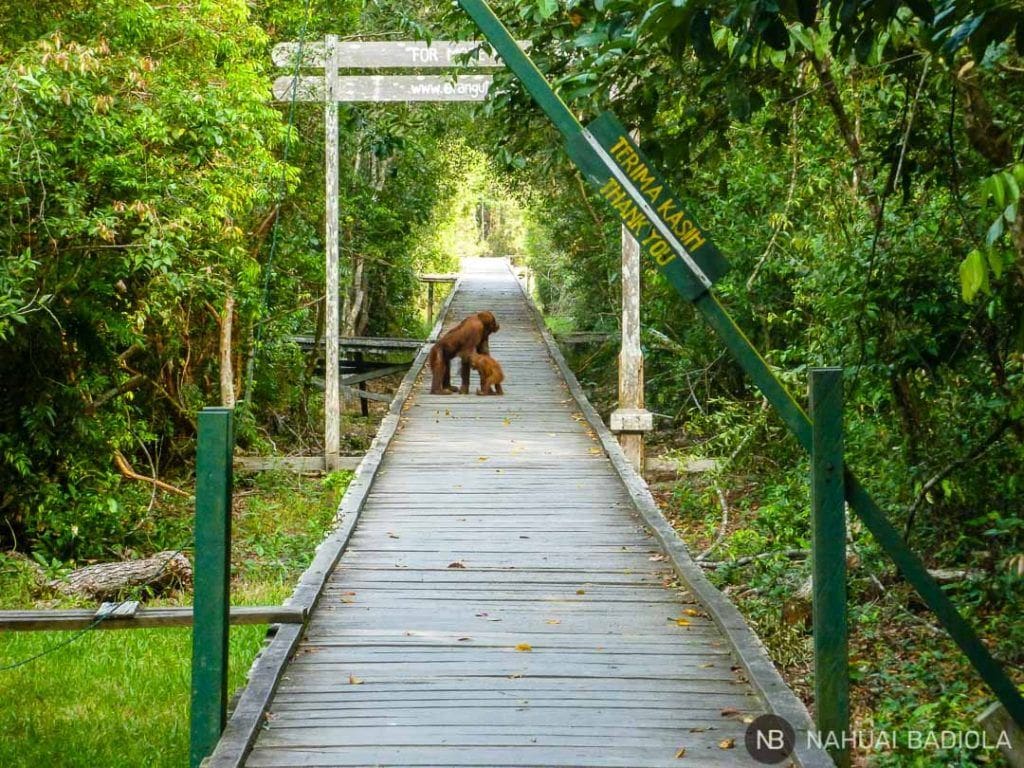 Orangutanes en la pasarela de entrada al campamento Leakey, Borneo. 