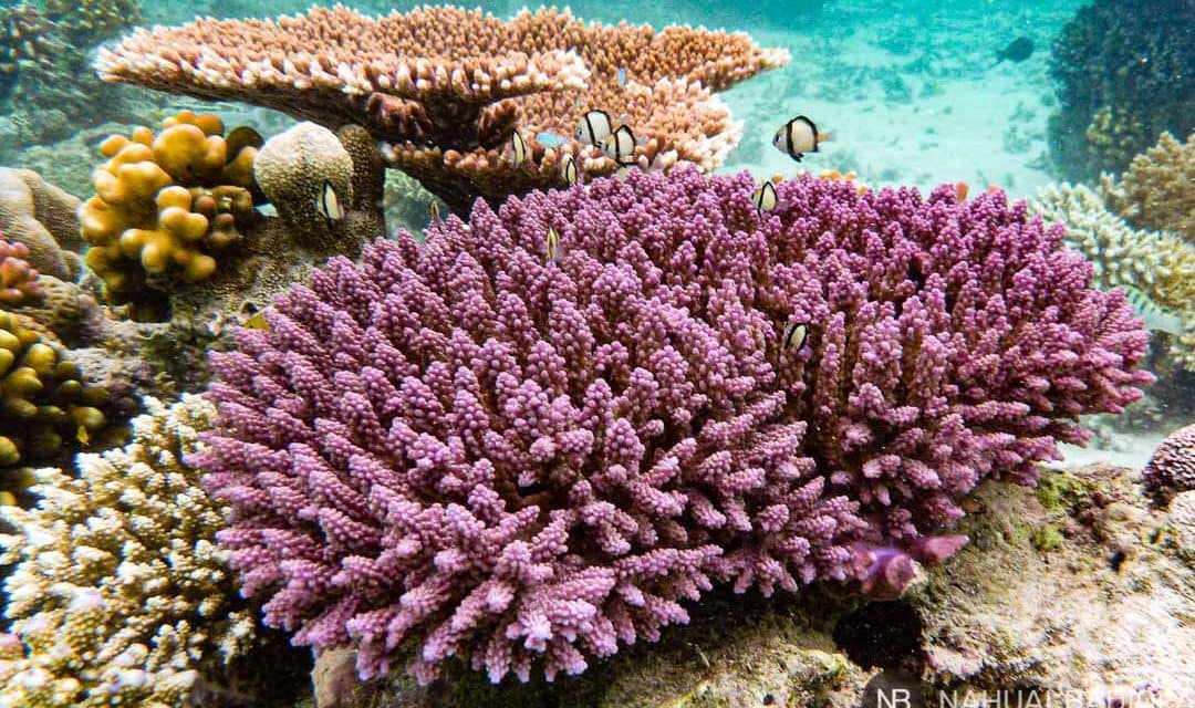 Arrecife de coral rosa en Derawan