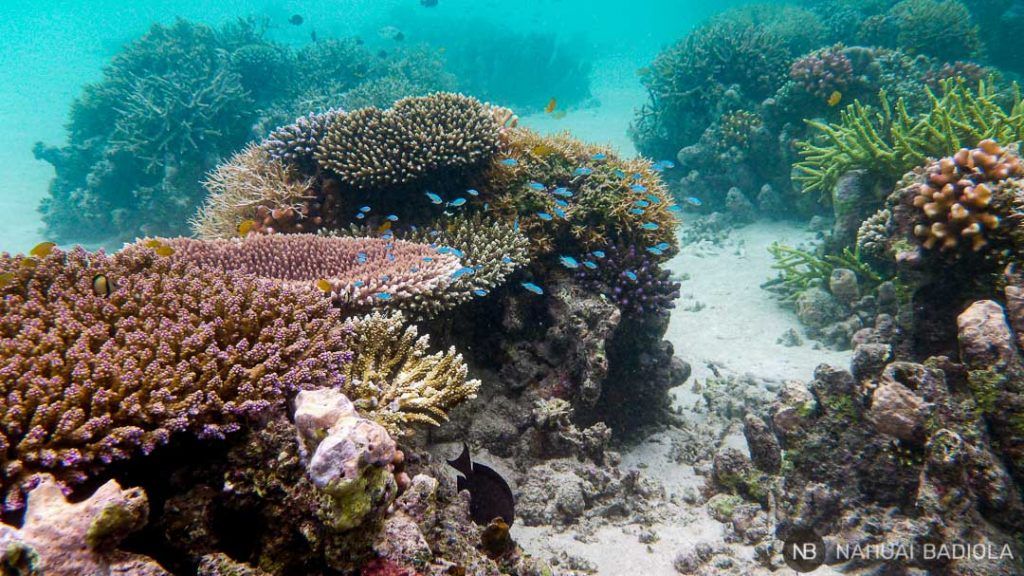 Arrecifes de coral en Derawan, Indonesia