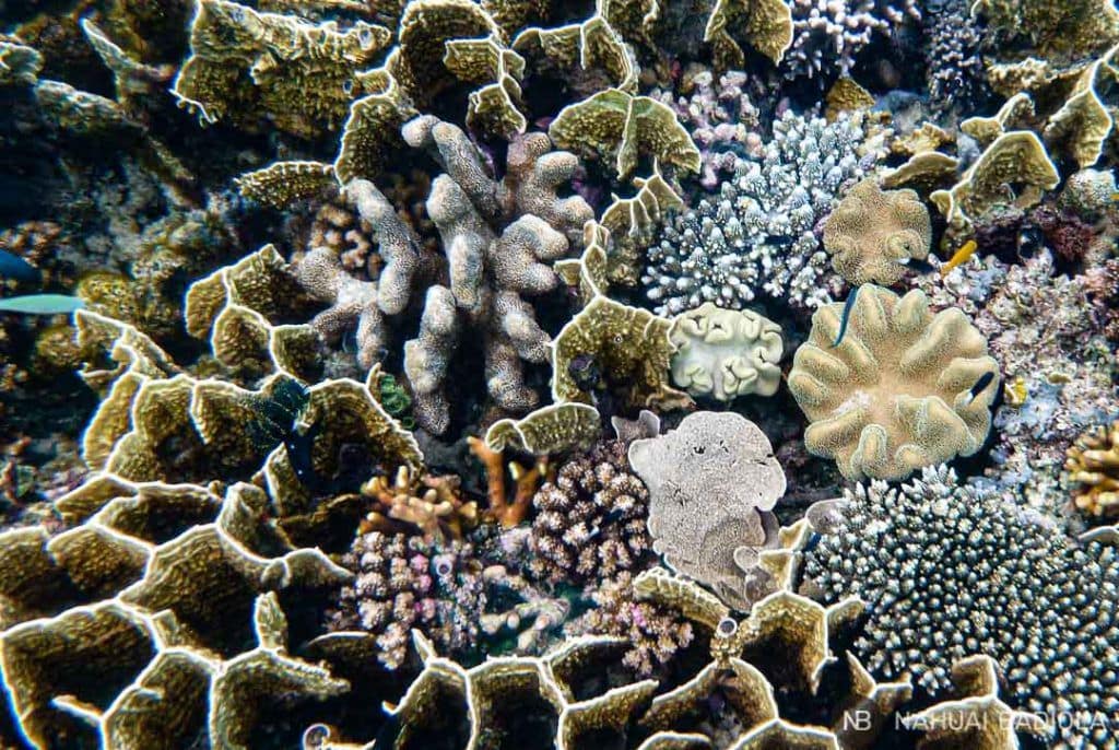 Variedad de corales frente a las costas de Derawan, Borneo
