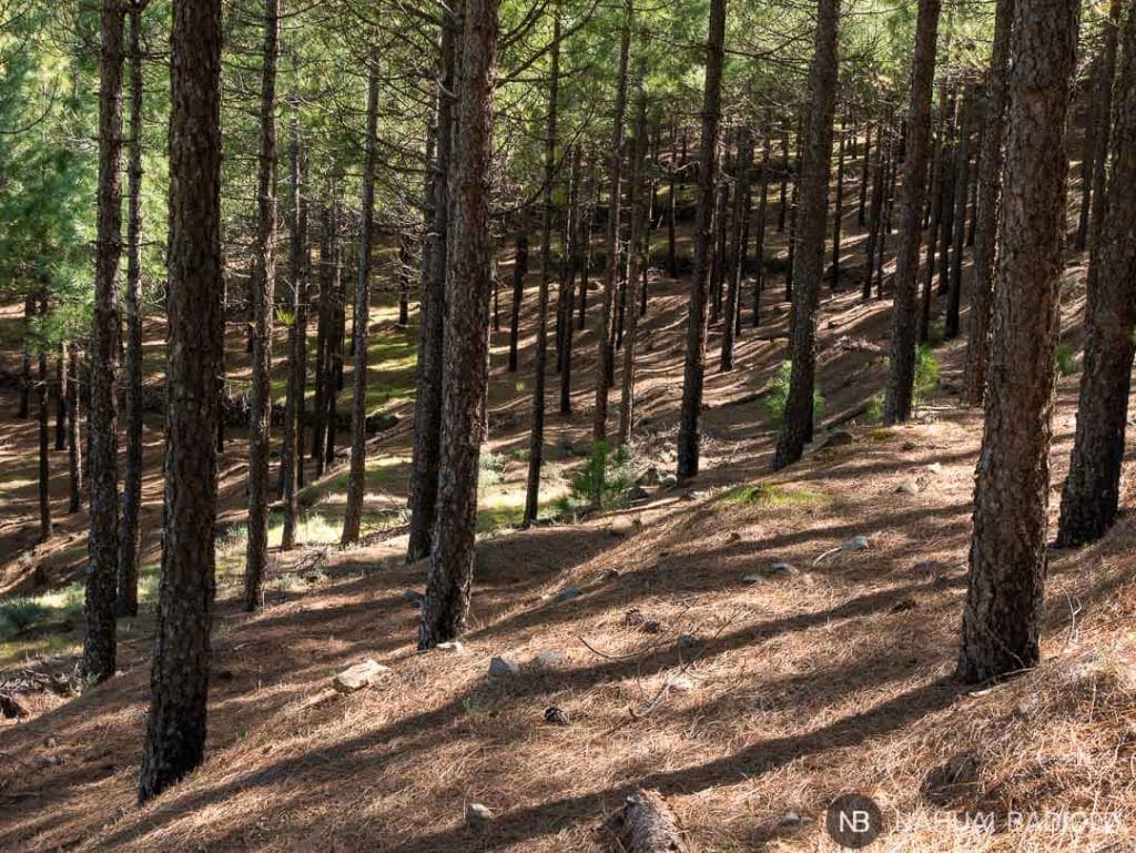 Bosque de pinos de camino a la cueva de los Candiles, Artenara. 
