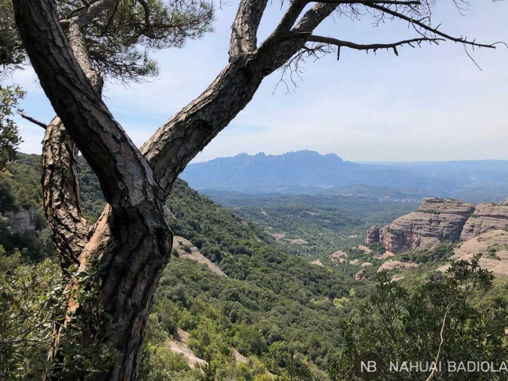 Vista de Montserrat tras un pino